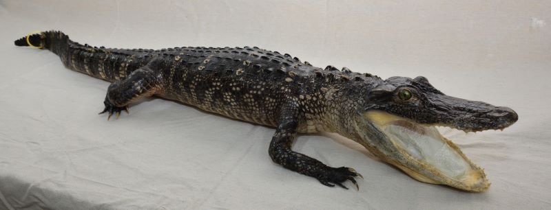 alligator taxidermy, gator taxidermy for sale, taxidermied alligator for sale, gator mount for sale