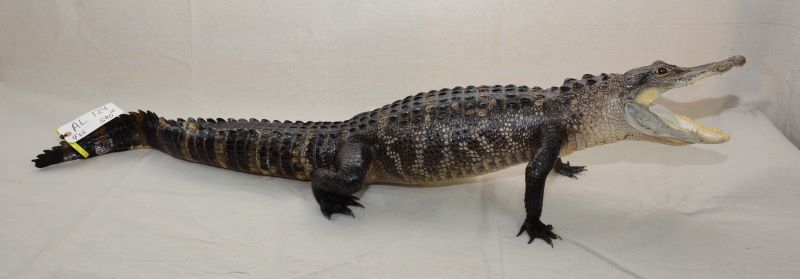 gator mount for sale, taxidermy alligator mount, Florida alligator mount for sale, Gift for Gator fan, present for Gator grad, gift for hunter