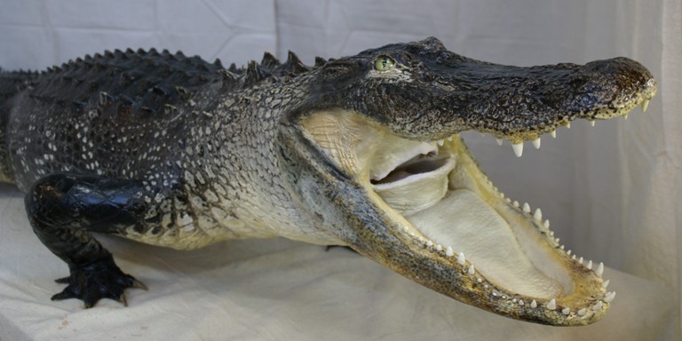 alligator taxidermy mounts, full body alligator taxidermist, taxidermist located in Southwest Florida, Gulf coast taxidermist, taxidermist specializing in mounting alligators