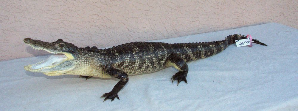 Florida alligator mount for sale, massive alligator mount for sale, Florida taxidermy for sale, alligator taxidermy for sale, full body gator taxidermy mount for sale