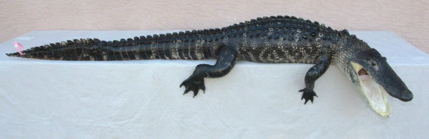 Florida alligator shelf mount for sale, gator mount for sale, full body gator mount for sale, best price for full body gator mount for sale, alligator taxidermy mount for sale