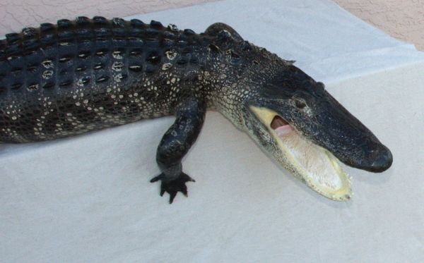 alligator mount for sale, ful body alligator mount for sale, close up of an alligator, Florida alligator close up, best price for alligator mount for sale