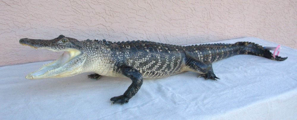 full body alligator mount for sale, massive alligator mount for sale, Florida alligator mount for sale, best price for a full body alligator mount for sale, large gator mount with a curved tail for sale