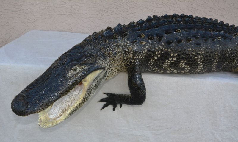 up close alligator head mount, full body alligator mount for shelf, best prices for shelf mounted alligator, alligator taxidermy for sale