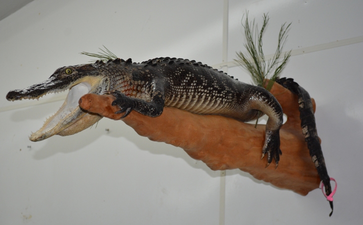 alligator mounted on cypress wood, gator mounted on piece of cypress, alligator mounts as gifts, unique allligator mounts, wildlife artistry
