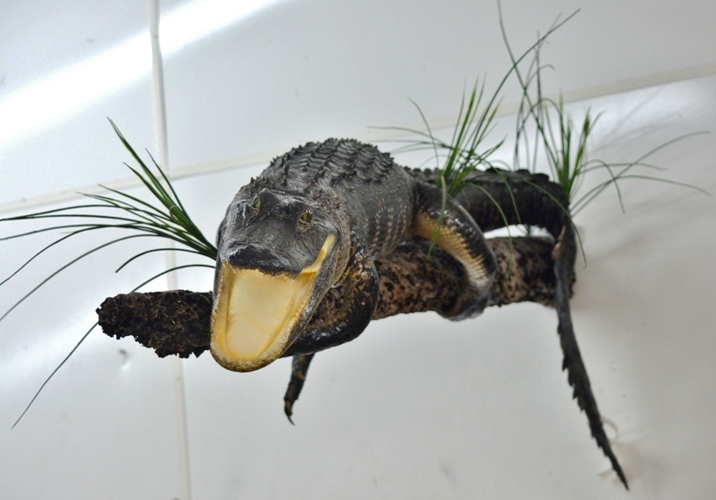 alligator taxidermy, gator taxidermy mount, taxidermied alligator, gift for a gator fan, gift for a hunter