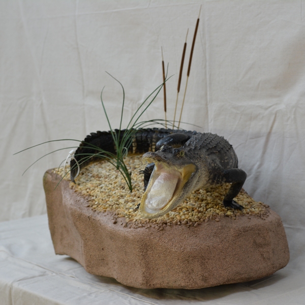 alligator mounted on a rock, alligator mounted in reeds, gator mount on a rock, natural taxidermy mount setting, gator mounted on a rock setting