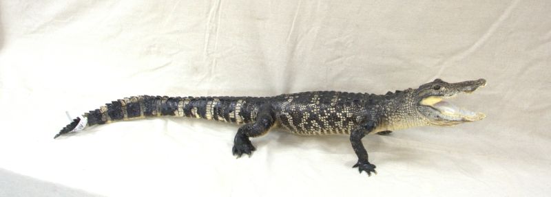 alligator taxidermy mounts for sale, gator taxidermy mount for sale, floor mount alligator mount for sale, florida gator mount for sale, alligator taxidermy, alligator taxidermist