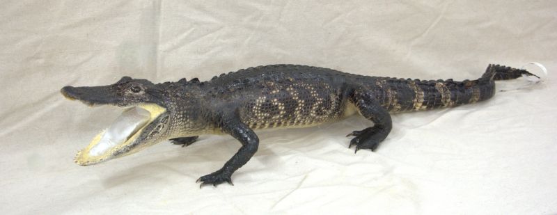 alligator taxidermy mount for sale, full body alligator mount for sale, best prices for alligator mounts, gator mount for sale, Florida alligator mount for sale