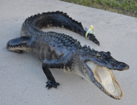Florida alligator taxidermy mount, Florida swamp alligator, image of a taxidermied alligator caught in Florida, Florida alligator harvested during alligator hunting season