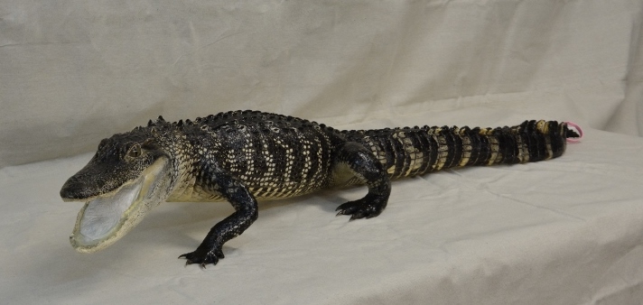 alligator mount, full body gator mount, gator mount for sale, alligator taxidermist, florida alligator taxidermy, port charlotte taxidermy