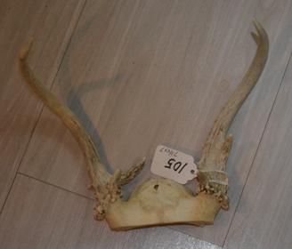 antlers for sale, whitetail deer antlers,small set of antlers,antlers for crafts,anter for sale, mininature set of antlers