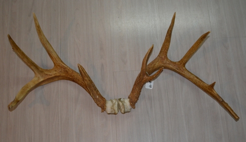 antlers for sale,nice set of antlers for sale,large antlers for sale,nice set of antlers for sale,antlers for man cave, antlers to mount on wood, anter rack, set of antlers, deer antlers, deer horns