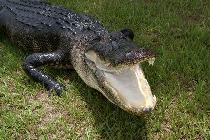 large alligator mounts, taxidermist specializing in alligator taxidermy, Florida alligator taxidermist, Port Charlotte alligator taxidermist