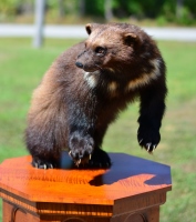 wolverine mount for sale, full body wolverine mount for sale, full body taxidermy wolverine for sale, wolverine mounted on a maple table, full body taxidermy mounts for sale in florida