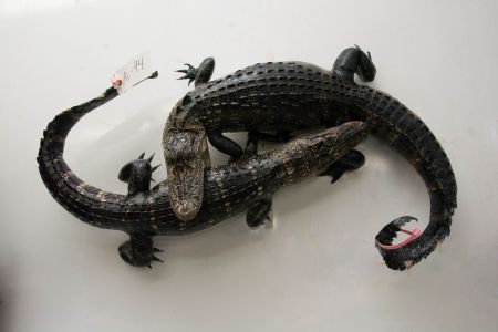 alligators fighting taxidermy pose, taxidermy mount two alligators fighting, wall mount of two alligators fighting
