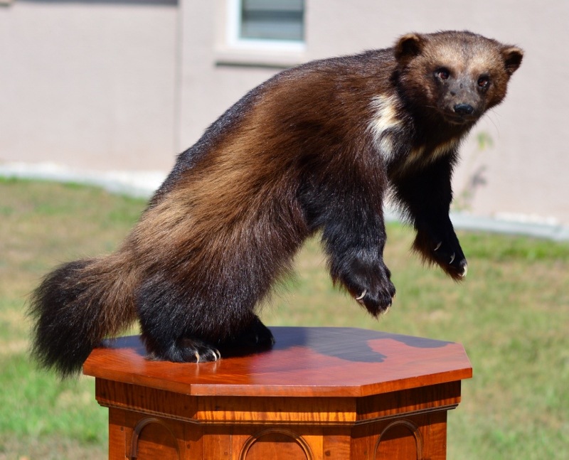 wolverine taxidermy mount for sale, wolverine mount for sale, gulo gulo