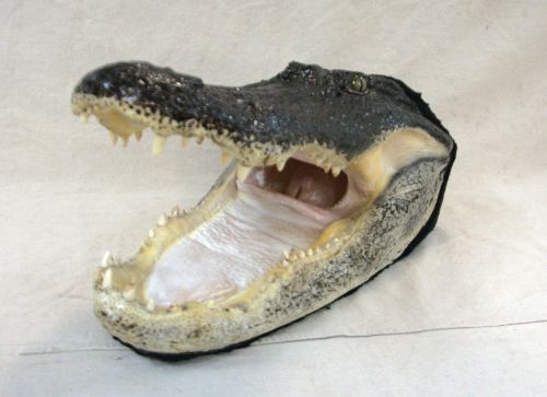 alligator head mount for sale, gator head mount for sale, alligator head desk mount for sale, taxidermied alligator head for sale