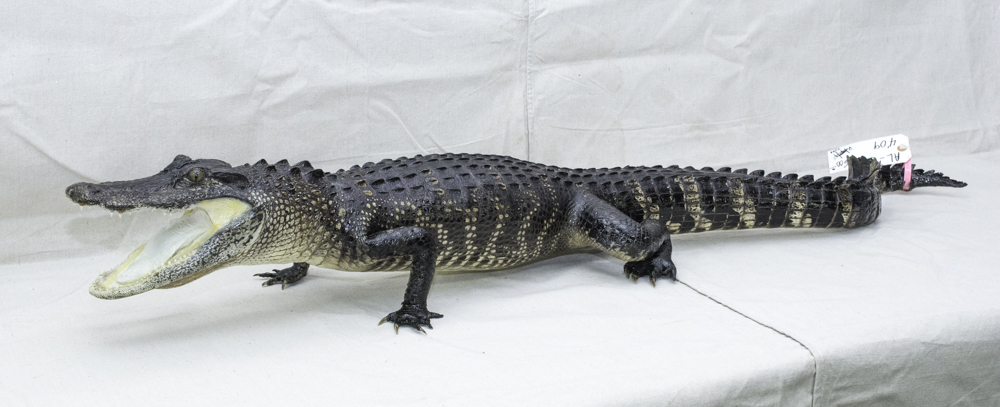 alligator mount for sale, great quality alligator mounts for sale, cheap alligator mounts for sale