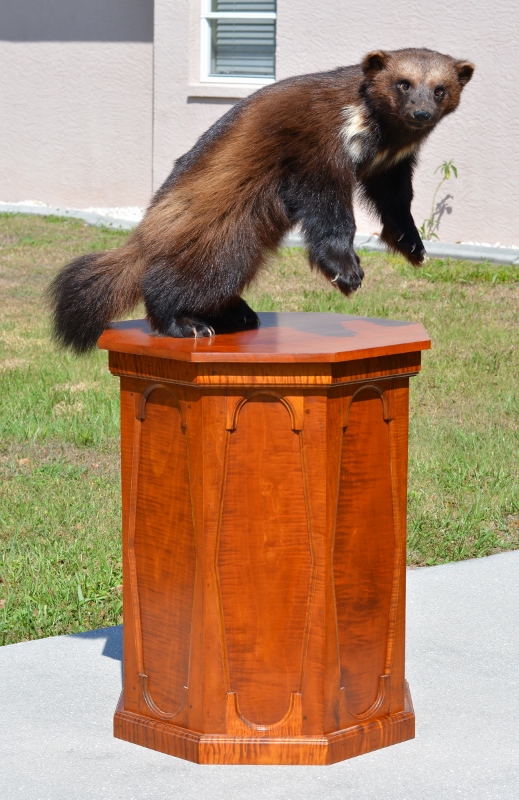 full body wolverine taxidemy mount for sale, full body wolverine mount for sale, wolverine mounted on a table for sale, best prices on taxidermy, florida taxidermy, florida taxidermist