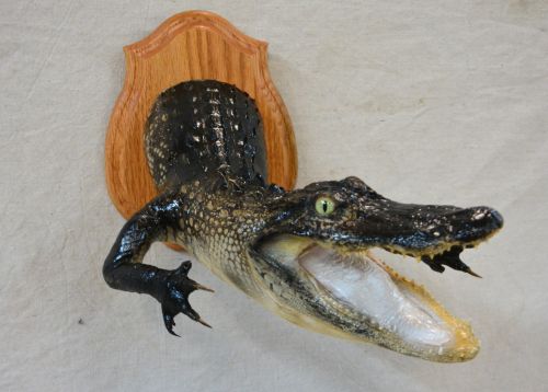 half body aligator mount for sale, great priced alligator mount for sale
