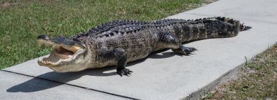 Florida allligator taxidermist, Florida gator taxidermy, Florida full body alligator taxidermy, Florida allygator taxydermist, Collier, Lee, Sarasota, Hendry, Glades alligator taxidermist