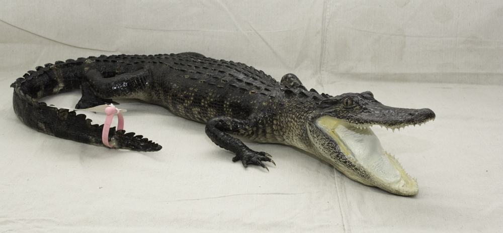 gator mount for sale, taxidermied alligator mount for sale, taxydermy aligator mount for sale, gift for Dad, gift for gator fan, gift for U of F alumni
