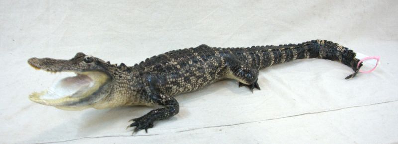 alligator taxidermy for sale, full body alligator taxidermy for sale, alligator taxidermy mounts for sale, large seletion of alligator mounts for sale, best price for alligator mount for sale