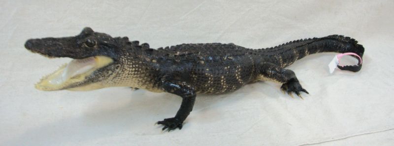 alligator mount for sale, full body alligator mount for sale, gator taxidermy for sale, best prices for alligator mounts, alllygator taxydermy mounts for sale
