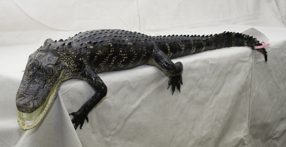 alligator mount for sale, gator mount for sale, florida gator mount for sale, alligator mount for Dad, gift for U of F alumni, gift for avid gator fan, gift for gator Da