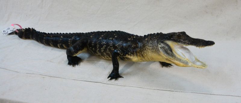 alligator taxidermy, gator taxidermy for sale, best price for alligtor taxidermy mounts for sale, taxidermied alligator for a offiice, office decor, great gift for a gator alumni, gift for gator fan