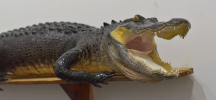 large alligator head mounts, full body large alligator taxidermy mounts, Southwest Florida alligator specialist, South Florida alligator taxidermist