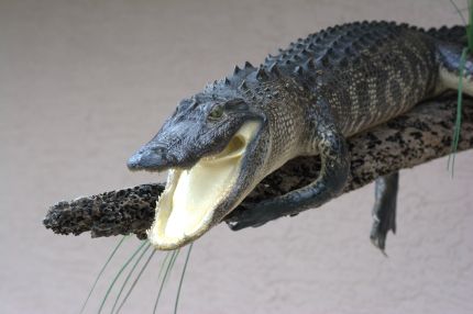 full body wall mounted alligator on wood, alligator taxidermy for sale, alligator taxidermy mounts for sale, Southwest Florida alligator taxidermy, Collier, Lee, Munroe, Hendry, Charlotte, Sarasota, Manatee county taxidermist