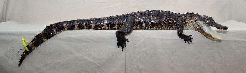 alligator taxidermy shelf mount, gator mounted for a shelf, taxidermied alligator for a mantle, alligator shelf for an office, great shelf mount alligator