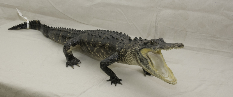 alligator mount for sale, gator mount for sale, florida alligator taxidermy, port charlotte taxidermist, florida gator taxidermy, florida taxydermy mount
