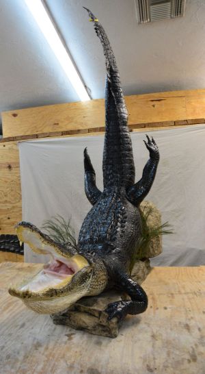 swimming alligator taxidermy, unique alligator taxidermy mounts, Southwest Florida taxidermist, South Florida taxidermy, taxidermied alligator in a swimming postition, best alligator taxidermist in Southwest Florida