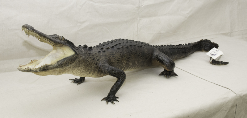 alligator mount for sale, florida alligator taxidermist, great prices on gator mounts, best price on a florida alligator mount, gator mount for a Florida U of F alumni, gator fan, gift for a man cave