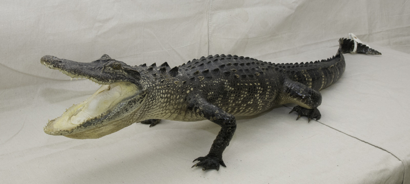 alligator taxidermy mount for sale, gator taxidermy, taxidermied gator mount for sale, alligator taxidermist