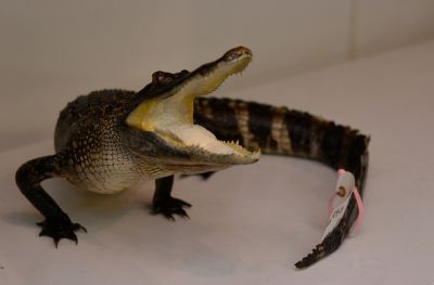alligator taxidermy mount, charging alligator taxidermy mount, full body taxidermy mount