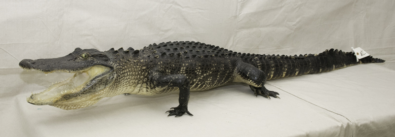 alligator mount for sale, gator mount for sale, florida alligator taxidemry mount, taxydermy mount for sale, florida alligator taxidermy mount for sale