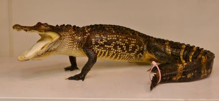 walking alligator taxidermy mount, alligator taxidermist, Southwest Florida area taxidermist, Florida taxidermist near me, taxidermist with fast turn around, quality taxidermy, good price to have an alligator taxidermied, allygator taxydermy