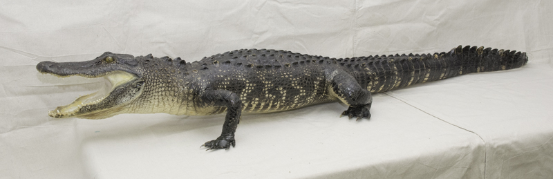 alligator taxidermy mount for sale, florida gator taxidermy, alligator taxidermist located in florida, great gifts for Dad
