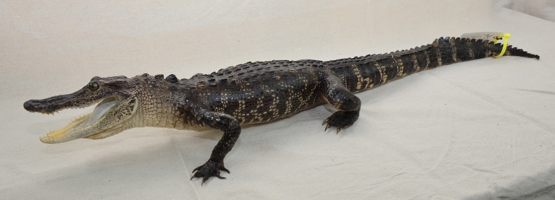 alligator taxidermy for sale, gator taxidermy mount for sale, alligator taxidermist, Florida alligator taxydermy for sale