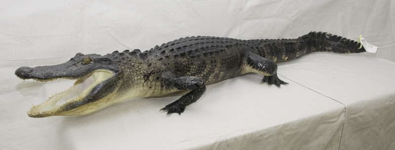 alligator taxidermy mount for sale, gator mount for sale, alligator taxidery mount for sale, florida allygator taxydermy, taxidermied alligator mount