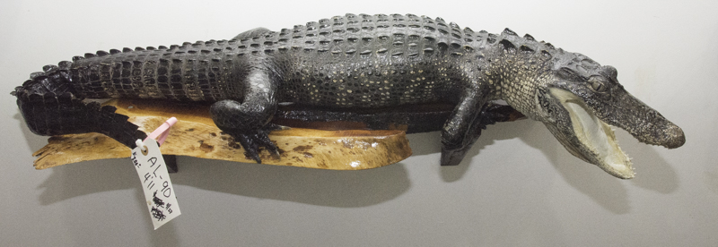 alligator mounted on a mahogany, alligator mount for sale, gator mount for sale, alligator mount for sale, allygator mount for sale, taxydermy mount for sale