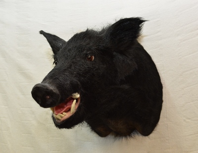 black razorback hog for sale, wild boar mount for sale, taxidermy mount for sale, wild boar taxidermy, florida taxidermist, florida taxidermy