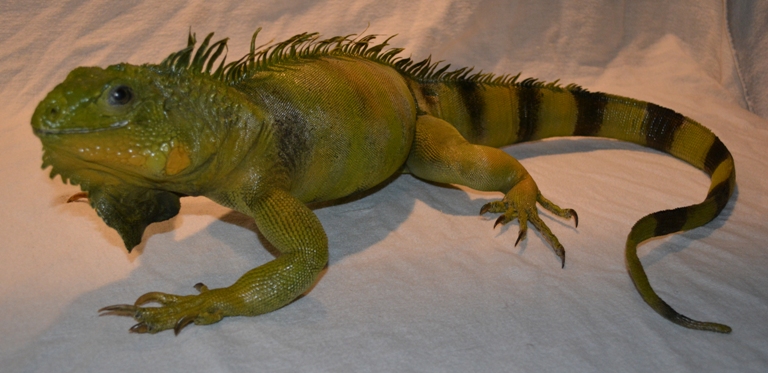 iguana mount for sale, taxidermy iguana mount, green iguana mount for sale, taxidermy iguana mount, full sized iguana taxidermy mount