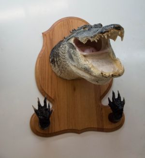 alligator head with gun rack, alligator wall mount on a plaque, alligator gun rack with shoulder mount, shoulder mounted alligator, gator taxidermist in Florida, Southwest Florida taxidermist, South Florida alligator taxidermy