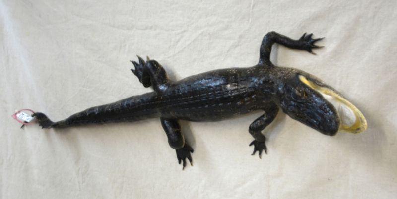 full body alligator taxidermy mount, alligator mounts for sale, alligator mounts for sale