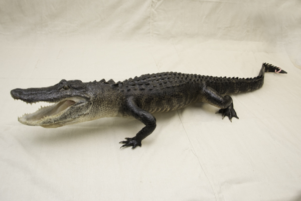 alligator taxidermy mount, full body taxidermy mount, gator taxidermy mount, taxydermy gator mount, mount for sale